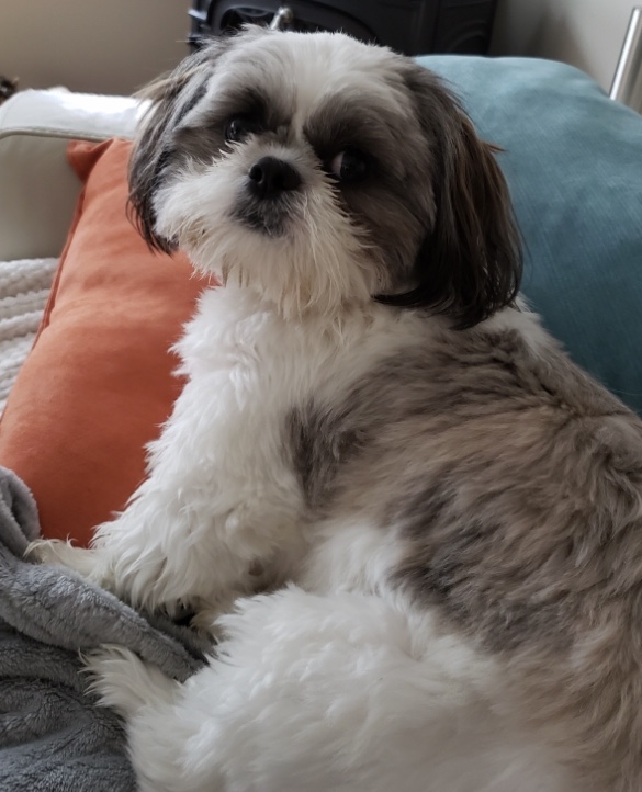 Shih Tzu Puppies Image eClassifieds4u