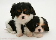 ✔ ✔ Eye-Catching ☮ Cavalier King Charles Spaniel ☮ Puppies ✔ ✔