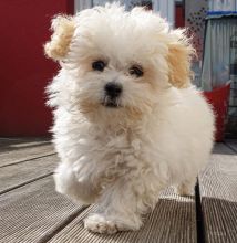 ✔ ✔Stunning Maltipoo Puppies ✔ ✔