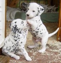 Two Great Dane Puppies For Good Homes