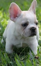 Attractive male and female French Bulldog puppies