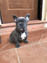 Attractive male and female French Bulldog puppies