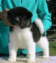 Beautiful Akita Puppies for any pet loving home ..