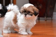 Cute and Adorable Shih Tzu Puppies for Adoption.