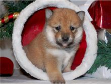 Family raised Shiba Inu puppies for adoption//