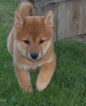 Family raised Shiba Inu puppies for adoption