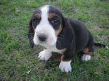 Healthy Basset Hound Pups available