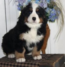 Male and female Bernese Mountain dog puppies for adoption.