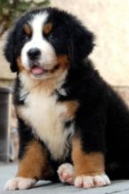 Male and female Bernese Mountain dog puppies for adoption.