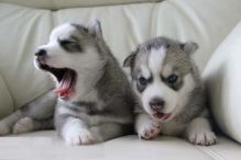 Pure Bred Full Pedigree Siberian Husky Pups