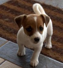 Pure Jack Russell Puppies for new homes