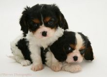 ✔ ✔ Eye-Catching ☮ Cavalier King Charles Spaniel ☮ Puppies ✔ ✔ Image eClassifieds4U