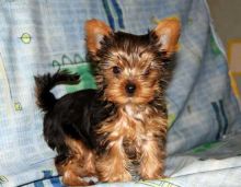 Affectionate Teacup Yorkie puppies Available Image eClassifieds4U