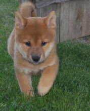 Family raised Shiba Inu puppies for adoption Image eClassifieds4U