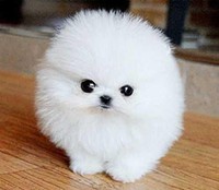 Healthy Home raised Pomeranian puppies available Image eClassifieds4U