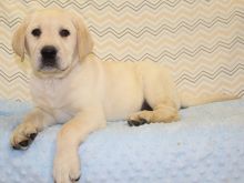 Well trained Labrador Retriever puppies ready for their new homes Image eClassifieds4u 1