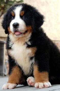 Male and female Bernese Mountain dog puppies for adoption. Image eClassifieds4u