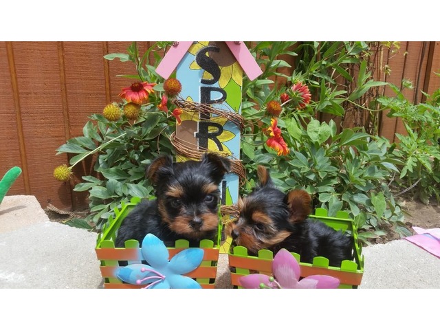 Extremely cute Purebred teacup yorkie Puppies With Papers. Image eClassifieds4u