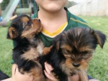 13 weeks Old Purebred teacup yorkie Puppies With Papers. Image eClassifieds4U