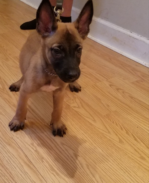 Adorable outstanding Belgian Malinois puppies Image eClassifieds4u