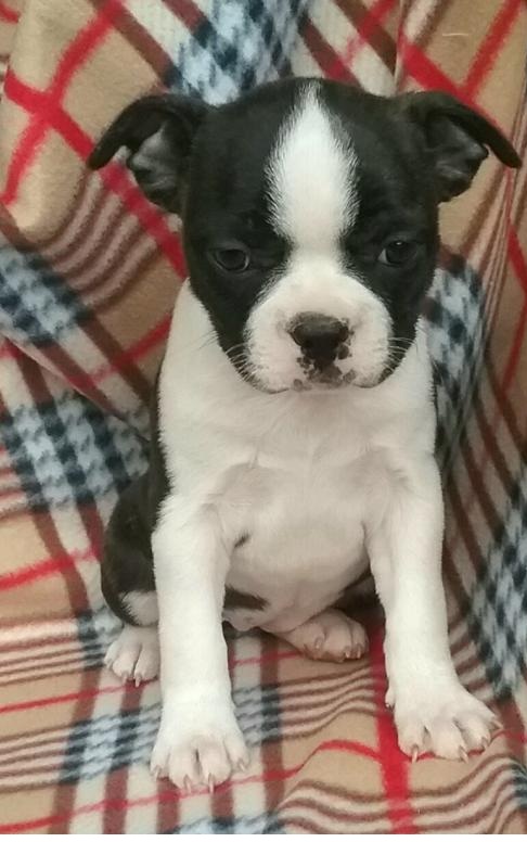 🎄🎄 Ckc ☮ Male 🐕 Female 🎄 Boston Terrier Puppies 🏠💕Delivery is possible🌎✈️ Image eClassifieds4u