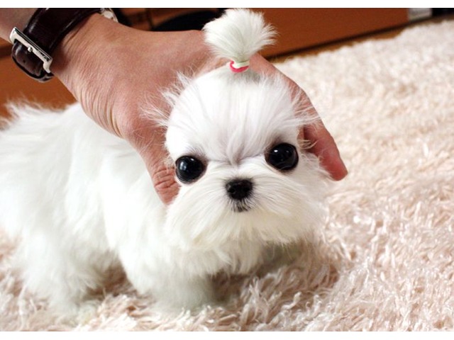 🎄🎄 Ckc ☮ Male 🐕 Female 🎄 Maltese Puppies 🏠💕Delivery is possible🌎✈️ Image eClassifieds4u