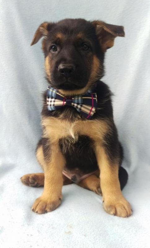 🎄🎄 Smart ☮ Male 🐕 Female 🎄 German Shepherd ☮ Puppies 🏠💕Delivery is possible� Image eClassifieds4u