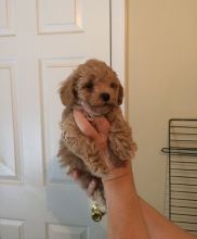 Poodle Puppies