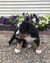 Akc registered Bernese Mountain puppies
