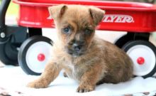 Amazing Cairn Terrier puppies!