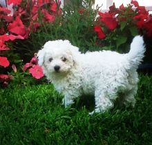Bichon Frise Puppies For Sale
