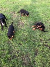 Chunky Rottweiler Puppies