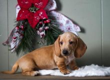 Dachshund Puppies Available. (CKC Reg)