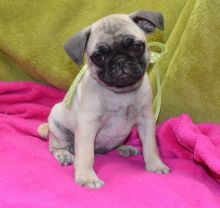 Friendly and well behaved white pug for free