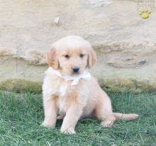 Golden Retriever Puppies Available. (CKC Reg)