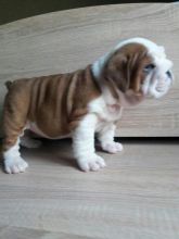 Home Trained English Bulldog Puppies Available