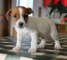 Jack Russell Terrier Puppies Available. (CKC Reg)