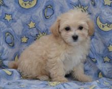 Maltipoo Puppies Available. (CKC Reg)