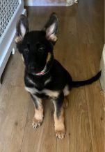 Pedigree German Shepherd Puppy