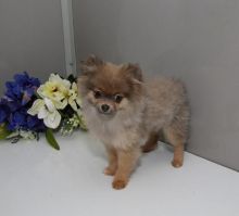 Pomeranian Puppies Available. (CKC Reg)