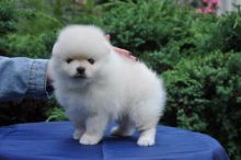 Pomeranian Puppies For Sale
