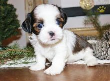 Shih Tzu Puppies Available. (CKC Reg)