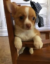 Two Chihuahua Puppies For Re-homing