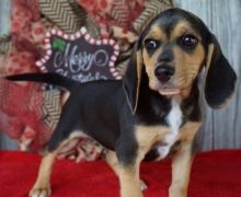 Two Top Class Beagle Puppies Available