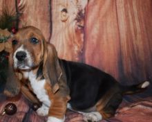 Wow!! Charming and Healthy Male and Female Basset Hound puppies for free adoption.