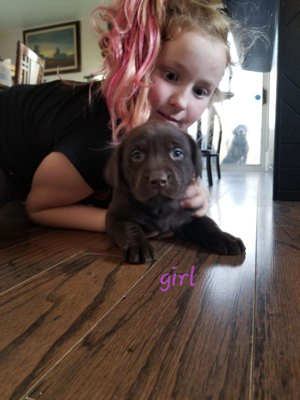 Black lab chocolate lab puppies for sale Image eClassifieds4u
