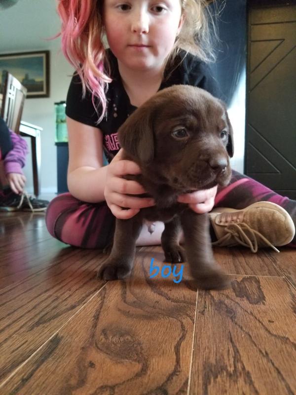Black lab chocolate lab puppies for sale Image eClassifieds4u