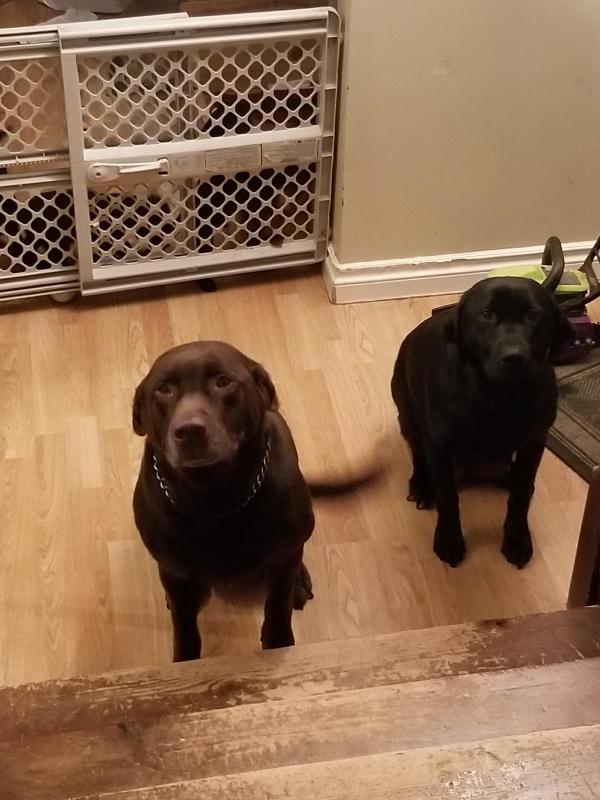 Black lab chocolate lab puppies for sale Image eClassifieds4u