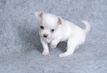 Chihuahua Pups For Sale. Image eClassifieds4u