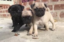 ** Ready Now ** 2 CKc Registered Girl / Boy Pug Puppies Image eClassifieds4U